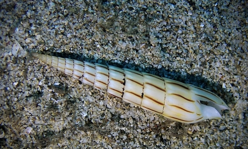 Hastula lanceata observed 2021-04-04