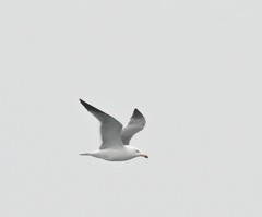 Larus crassirostris