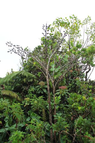 Trematolobelia rockii, 2011-09-29