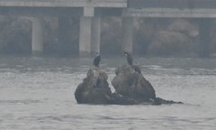 Phalacrocorax carbo