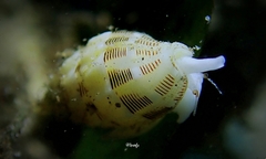 Vexillum interruptum