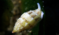 Vexillum interruptum