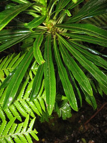 Trematolobelia wimmeri