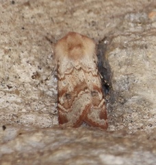 Euxoa siccata