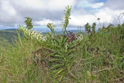 Trematolobelia grandifolia