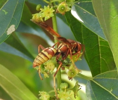 Polistes dorsalis californicus