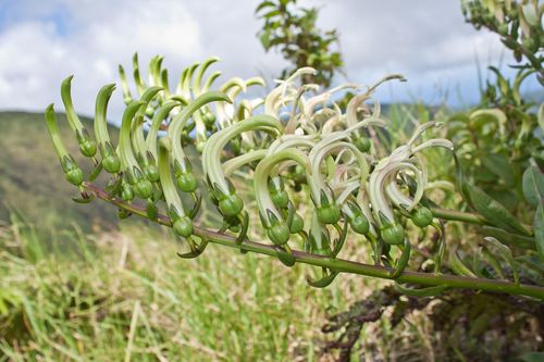Trematolobelia grandifolia