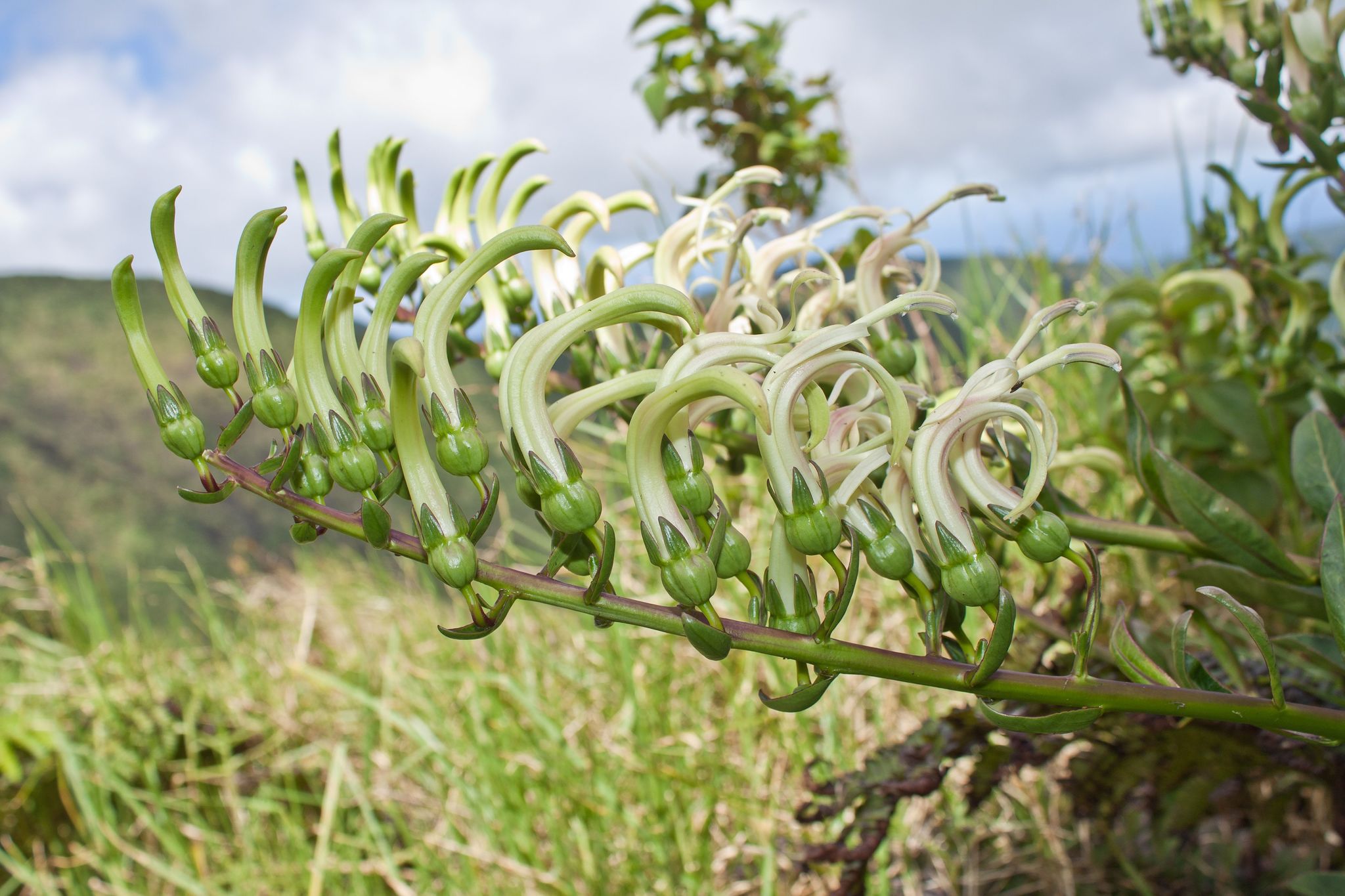 Trematolobelia grandifolia