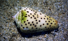 Conus pulicarius