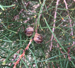 Hakea mitchellii