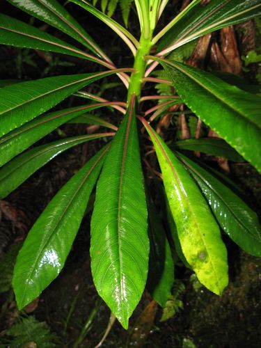 Trematolobelia grandifolia