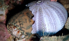 Conus striatus oahuensis