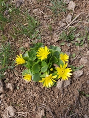 Ficaria verna chrysocephala