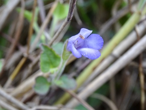 Torenia benthamiana, photograph 1