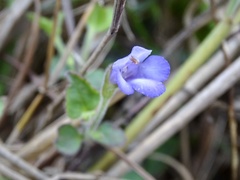 Torenia benthamiana, photograph Toby Y, CC BY, iNaturalist via GBIF