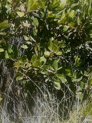 Hyaenanche globosa