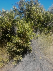 Hyaenanche globosa