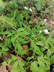 Anemonoides nemorosa