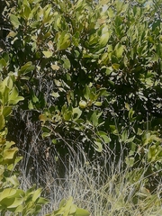 Hyaenanche globosa