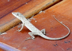 Clouded Anole photo 2