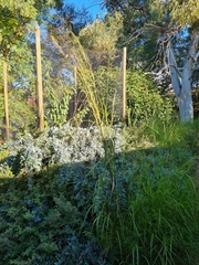 Austrostipa ramosissima