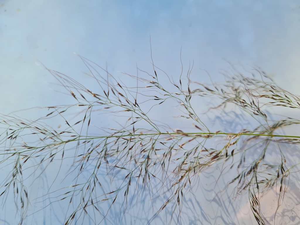 bamboo grass