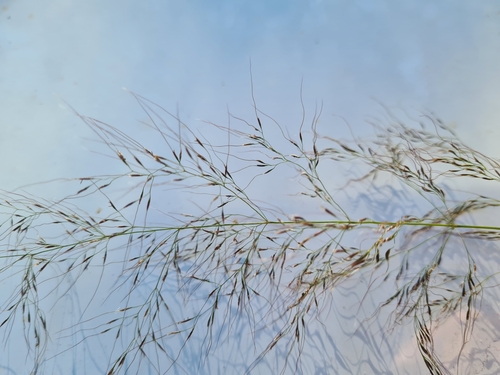 Austrostipa ramosissima (Trin.) S.W.L.Jacobs & J.Everett