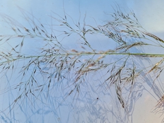 Austrostipa ramosissima