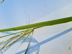 Austrostipa ramosissima