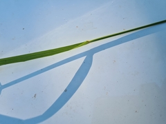 Austrostipa ramosissima