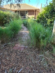 Austrostipa ramosissima