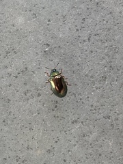 Plagiosterna formosana