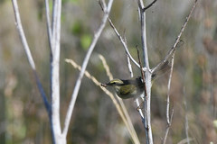 Phylloscopus orientalis