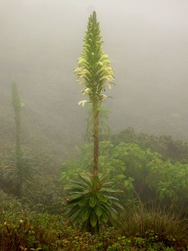 Lobelia gloria-montis