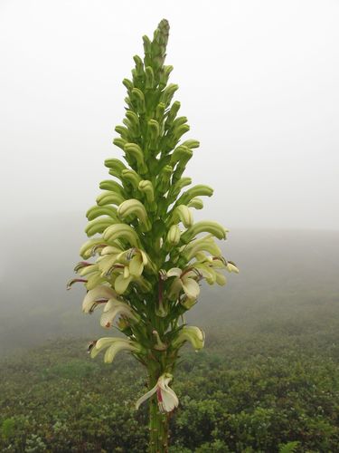 Lobelia gloria-montis