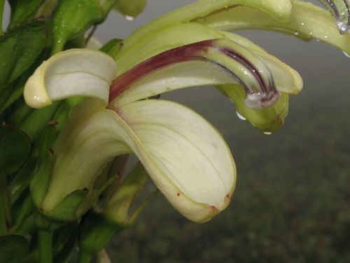 Lobelia gloria-montis