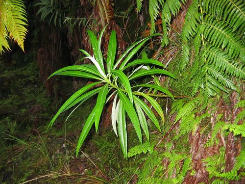 Lobelia hypoleuca observed 2004-08-14