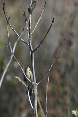 Phylloscopus orientalis