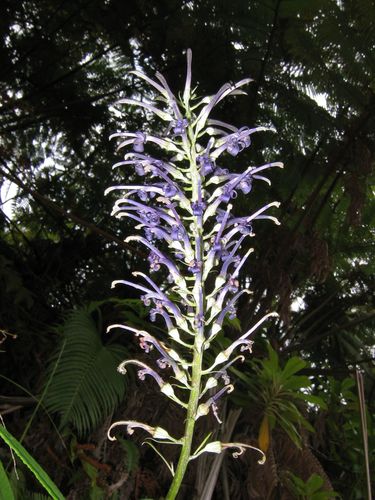 Lobelia hypoleuca observed 2006-10-02