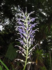 Lobelia hypoleuca