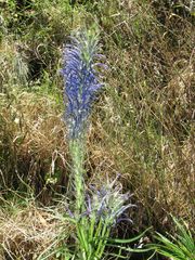 Lobelia hypoleuca