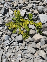 Gingidia decipiens