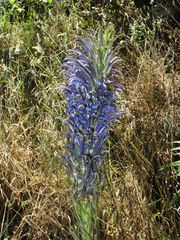 Lobelia hypoleuca