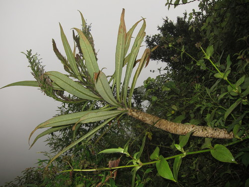 Lobelia oahuensis