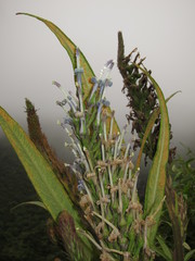 Lobelia oahuensis