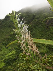 Lobelia oahuensis