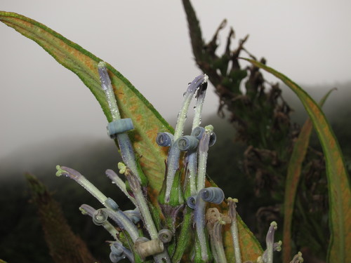 Lobelia oahuensis