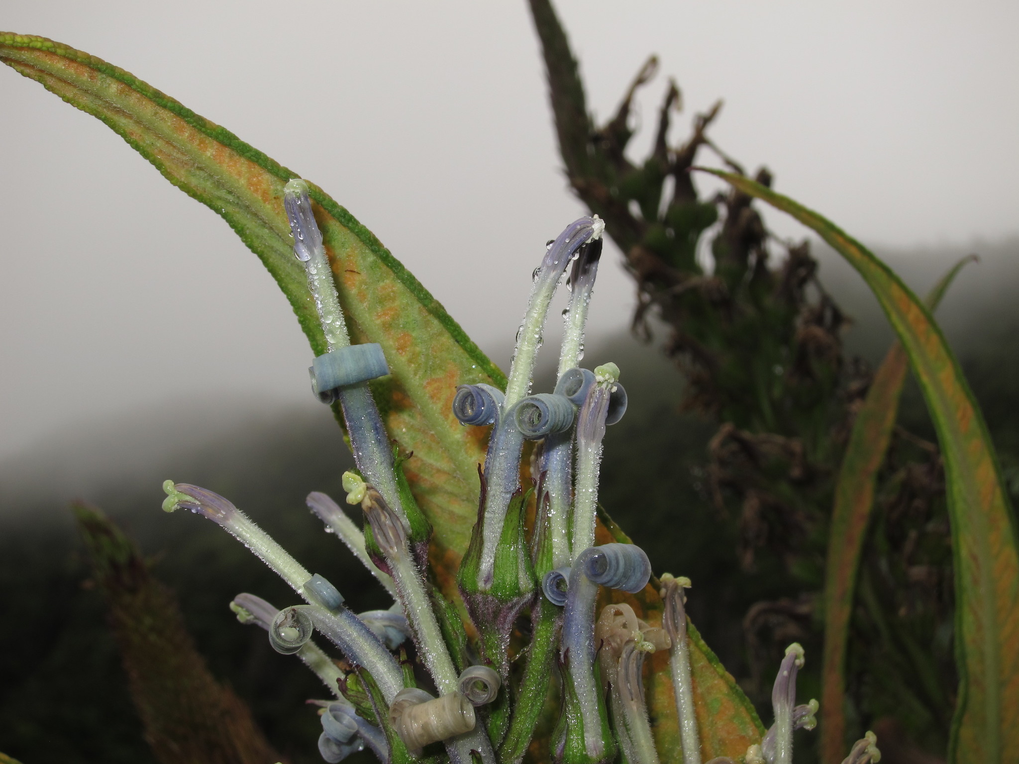 Lobelia oahuensis