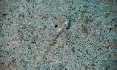 Hawaiian Ruddertail Dragonet photo 4