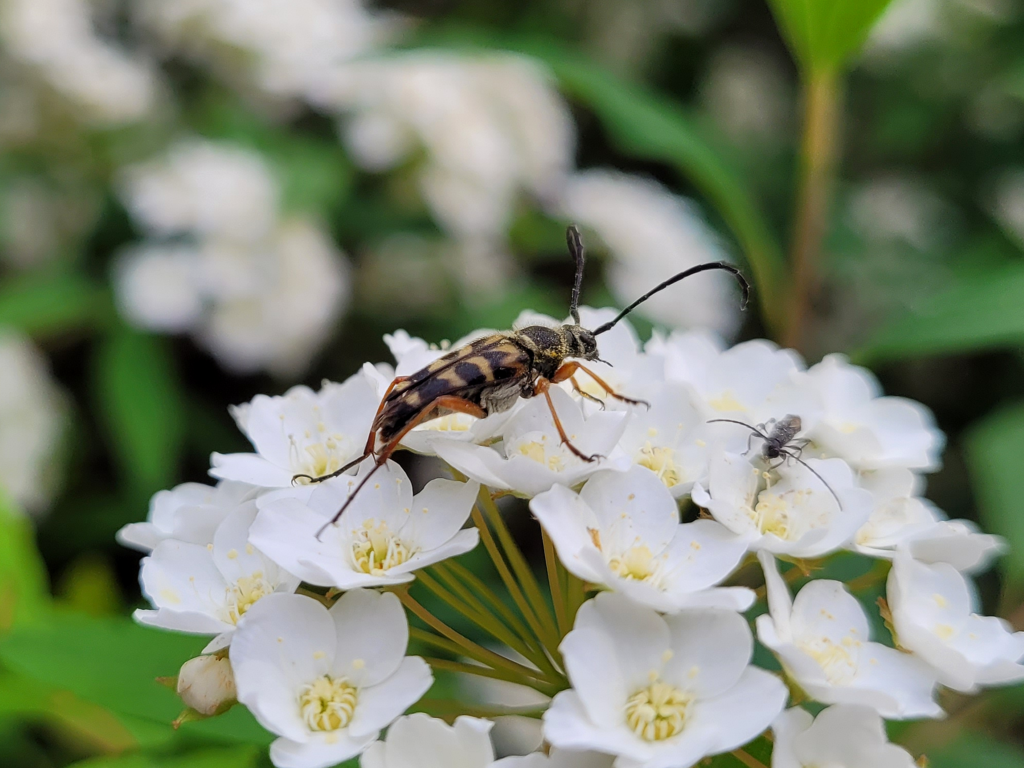 Zebra Longhorn Beetle from Montgomery County, MS, USA on April 6, 2021